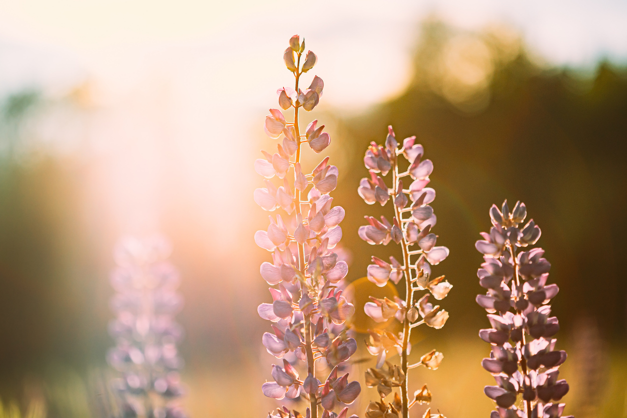 wild flowers lupine in summer meadow at sunset sunrise. lupinus, commonly known as lupin or lupine, is a genus of flowering plants in legume family, fabaceae